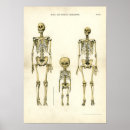 Zoek naar skelet posters Anatomie