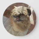 Recherche de shih tzu horloges Chien