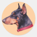 Recherche de dobermann autocollants Animal