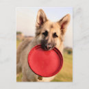 Recherche de frisbee cartes postales Jouer