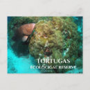 Recherche de barrière cartes postales Biologie marine