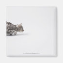 Recherche de rampement magnets Animaux