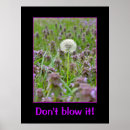Zoek naar paardebloemen posters Dandelion