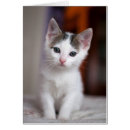 Recherche de kitty photographie Portrait