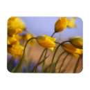 Recherche de jonquille magnets Narcisse