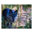 Recherche de photographie de loup posters Nature