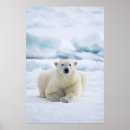 Recherche de banquise art Faune