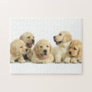Recherche de chiot labrador puzzles Portrait