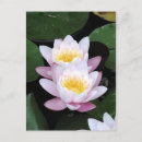 Zoek naar waterlelies briefkaarten Lotus