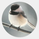 Recherche de petit oiseau photographie Nature