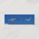 Recherche de mouettes cartes visite Vol