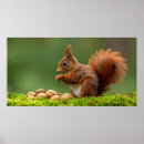 Zoek naar eekhoorn eten posters Bos