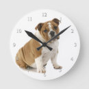 Recherche de bulldog horloges Mignon