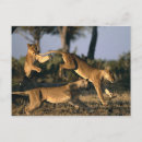 Zoek naar leeuwinnen posters Botswana