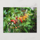 Recherche de poivre piment cartes postales Chaud