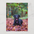 Recherche de de labrador cartes postales Dog