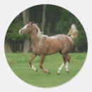 Recherche de appaloosa autocollants Exécution