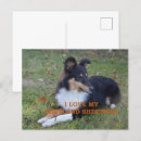 Zoek naar sheepdog briefkaarten Collie