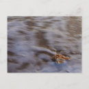 Zoek naar surfen briefkaarten Natuur