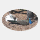 Recherche de faisan autocollants Oiseau