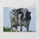 Recherche de vache laitière cartes postales Vaches