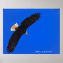 Zoek naar adelaar posters Natuur
