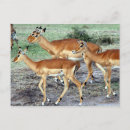 Recherche de antilope cartes postales Nature