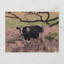 Recherche de mûre photographie Nature