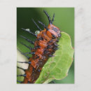 Recherche de fritillaire cartes postales Golfe