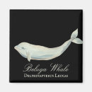 Recherche de plage blanche magnets Béluga