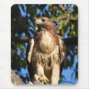 Recherche de queue rouge Observation des oiseaux