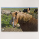 Zoek naar ijslandse paarden puzzels Danita delimont