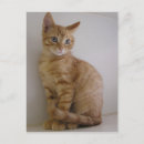 Recherche de yeux tigre cartes postales Tigré