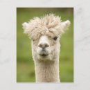 Zoek naar duizeligheid briefkaarten Schattig