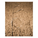 Recherche de cornée posters Photographe