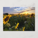 Recherche de paysage fleuri cartes postales Nature