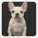 Recherche de chiot bouledogue autocollants Photographie