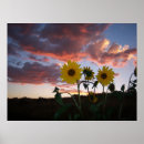 Zoek naar zonnebloemen posters Zonsondergang