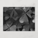 Recherche de feuille de trèfle cartes postales Nature