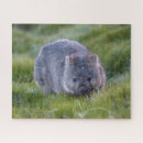 Recherche de wombats Animal
