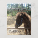 Recherche de profil de cheval cartes postales Poney