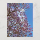 Recherche de jacaranda cartes postales Violet