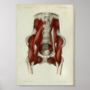 Recherche de pelvien posters Hanche