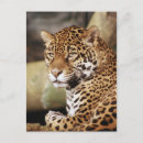 Recherche de jaguar sauvage cartes postales Animal