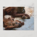 Recherche de animaux zoo cartes postales Ape