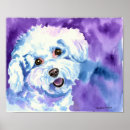 Recherche de frise bichon posters Animaux domestiques