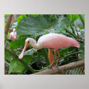 Recherche de oiseau exotique posters Rose