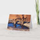 Recherche de puma vœux cartes Animaux
