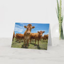 Zoek naar cows kaarten Cattle