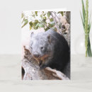 Zoek naar wombats kaarten Australië